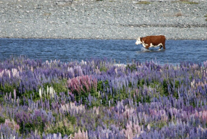 Cow Crossing Eglington River - ID: 1541600 © Jim Miotke