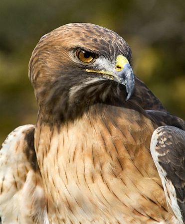 Red-tailed Hawk Portrait