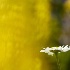 © Jim Miotke PhotoID # 1571130: Lone Daisy in Lupine