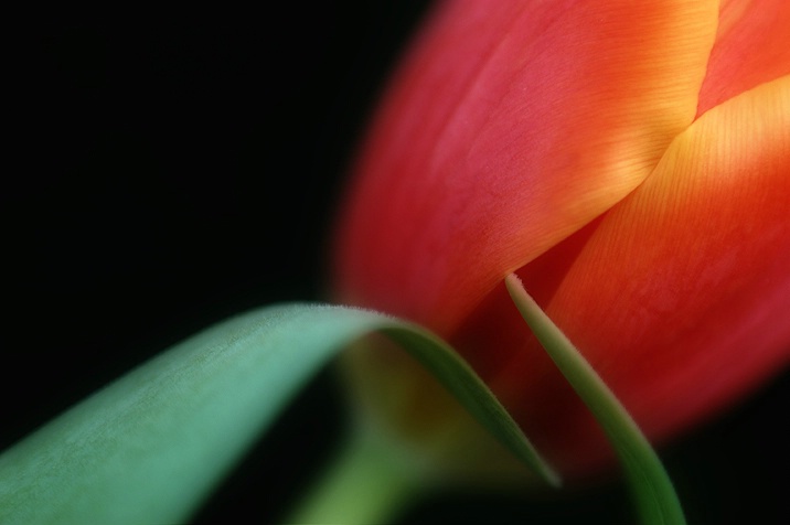 tulip