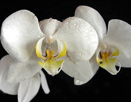frosted orchid