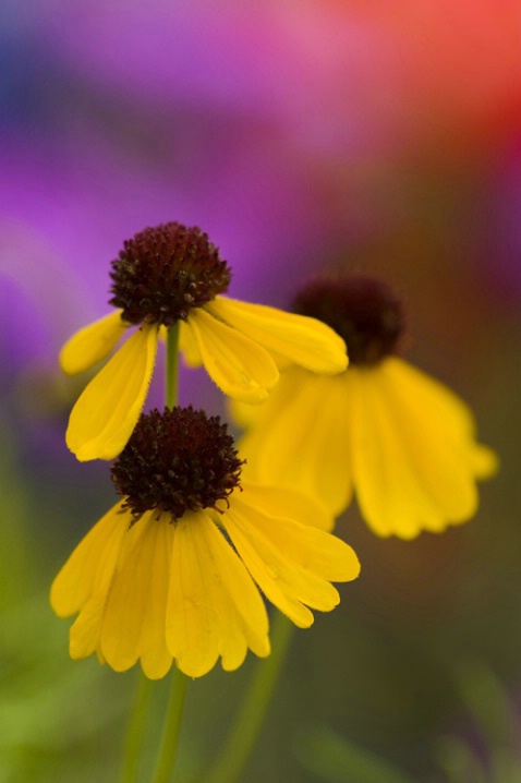 TX2287 - ID: 1674395 © Kristina Morgan