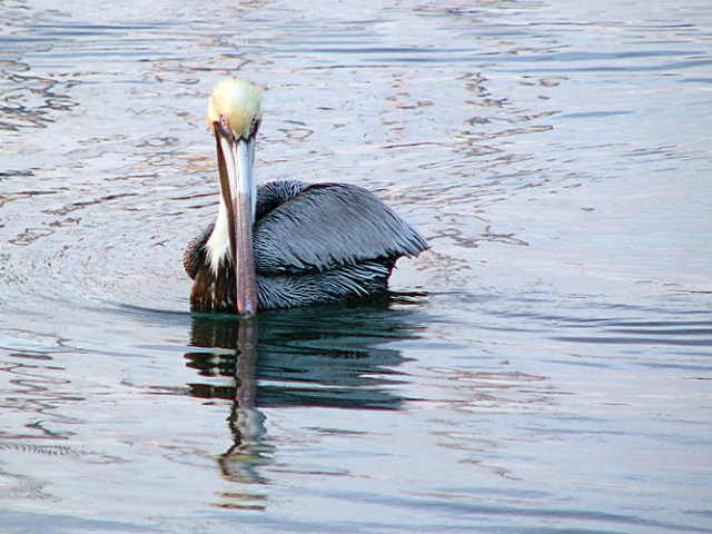 Pelican Eyes