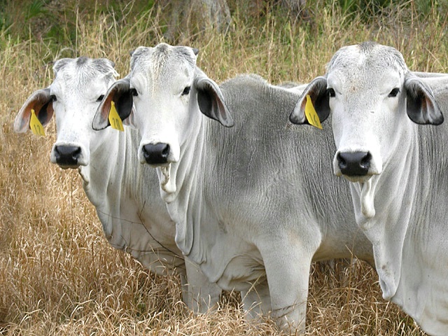 Three Brahmans