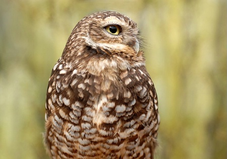 burrowing owl ll
