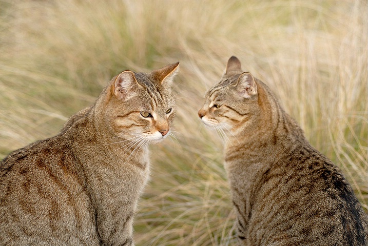 garden cats