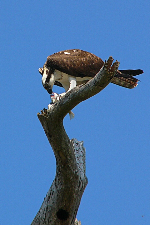 Hungry Osprey