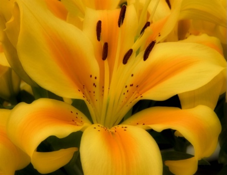 Lily Unfolding