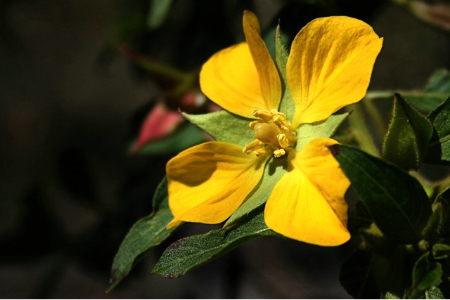 Evening Primrose