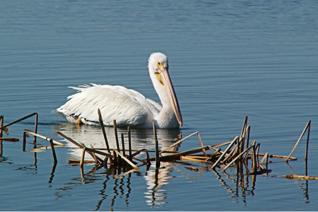 White Pelican