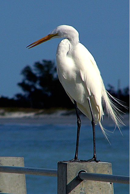 Great Egret