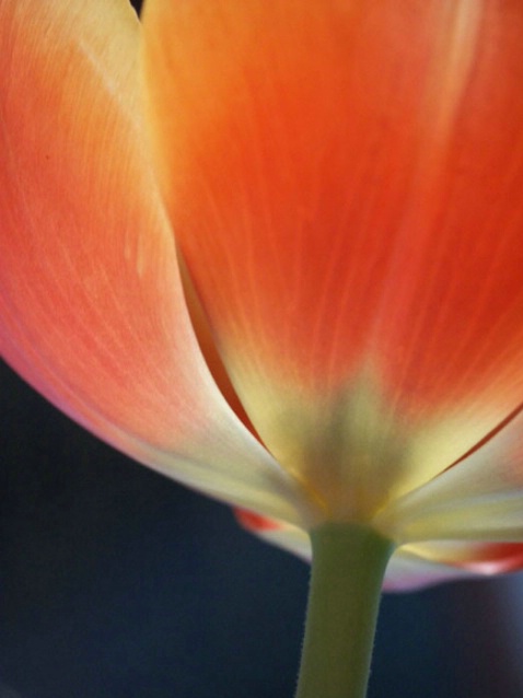 Tulip from below