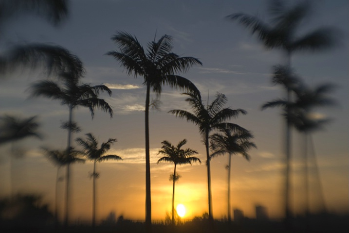 Lensbaby palms