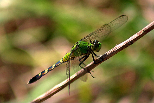 Green Clearwing Dragonfly
