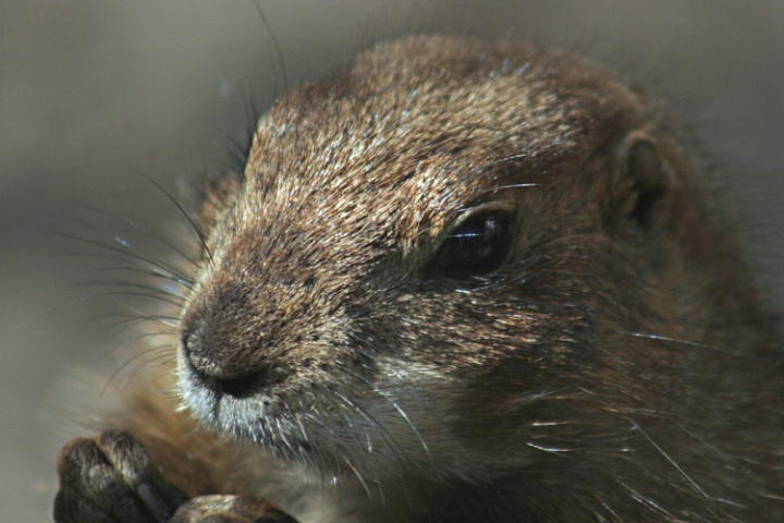 Prairie Dog Face