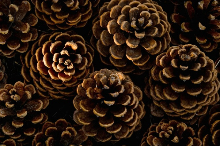 Pine Cone Patterns - ID: 1917320 © Jim Miotke