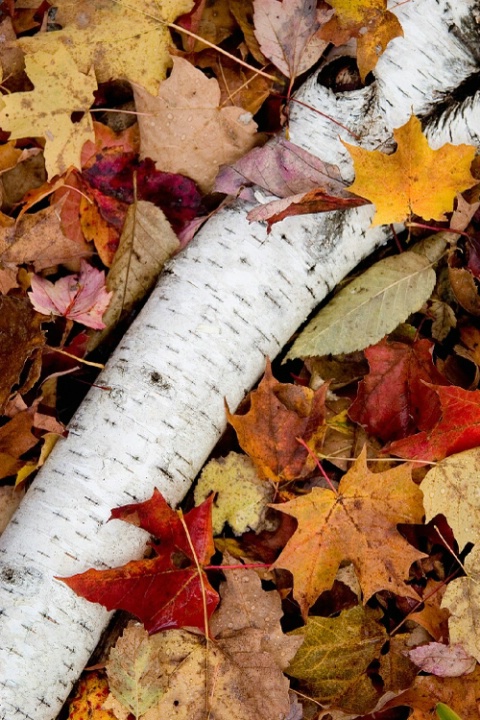 Autumn Birch - ID: 1917354 © Jim Miotke