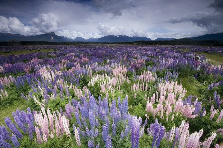 Where's Waldo? In Lupine Heaven