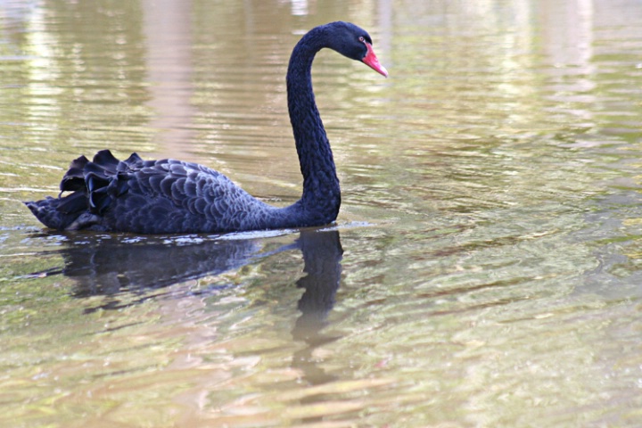 Black Swan