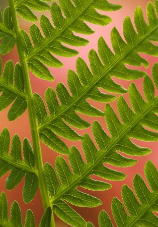 Fern