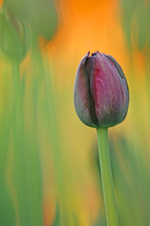 Purple tulip bulb