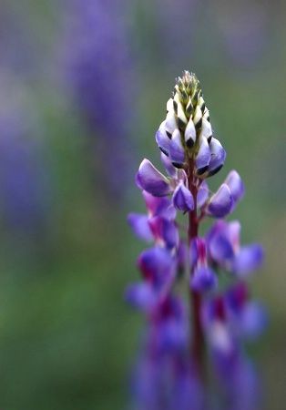 desert lupine