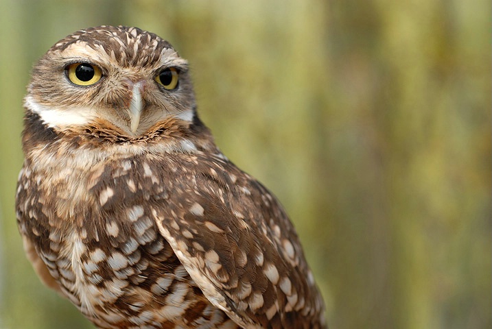 burrowing owl