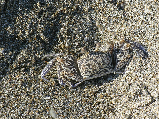 Ghost Crab