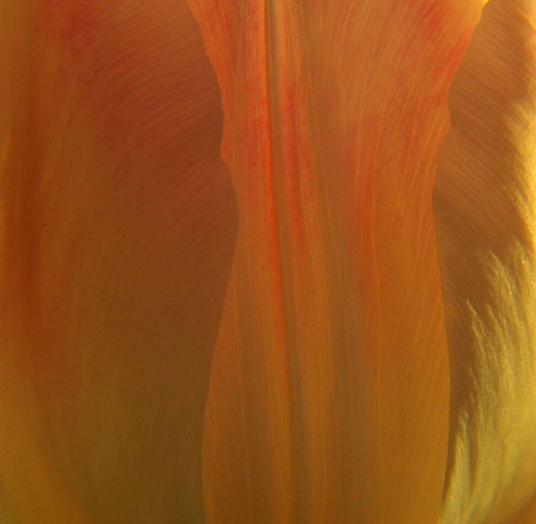 Tulip #47