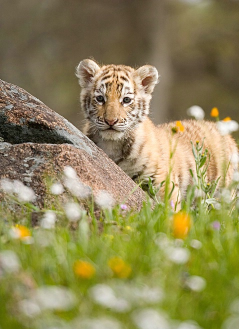 Tiger Cub - ID: 1973906 © Jim Miotke