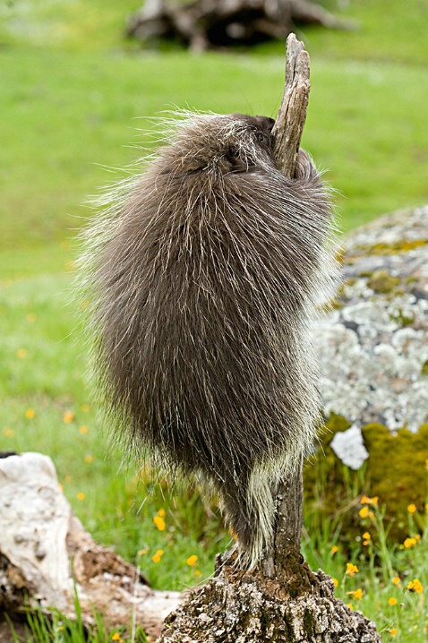 Porcupine Climbing - ID: 1973908 © Jim Miotke