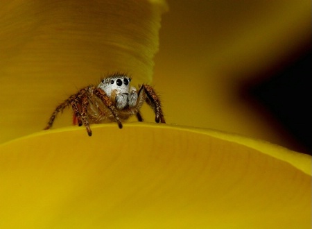 Tulip Jumper