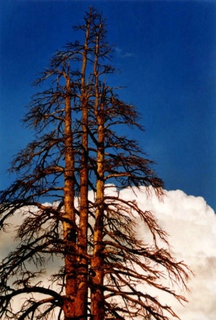 TUOLUMNE TREE, SKY AND CLOUD - AFTER