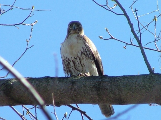 Falcon Perch