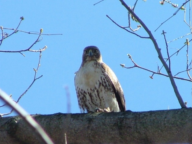 Falcon Stare