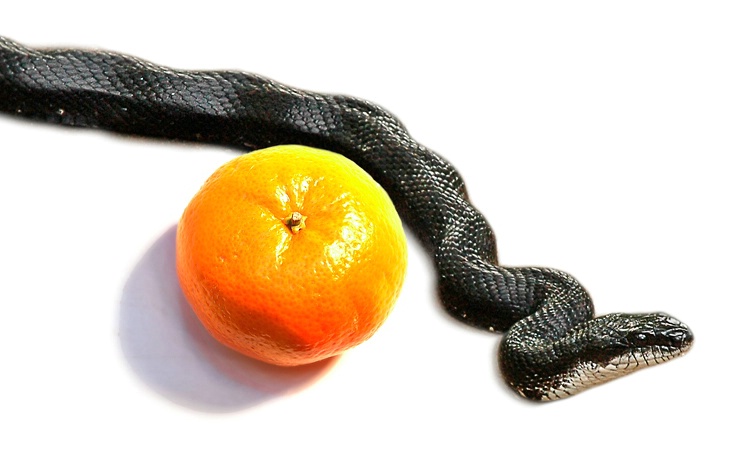 Blacksnake and Orange