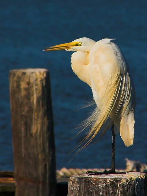 Golden Egret