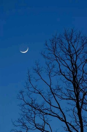 New moon and old Black Locust trees
