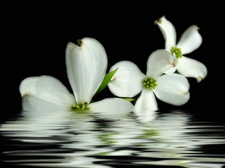 Flooded Trio