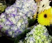 Summer's Choi...