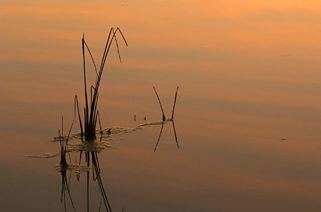 Reeds, Pond, Sunset