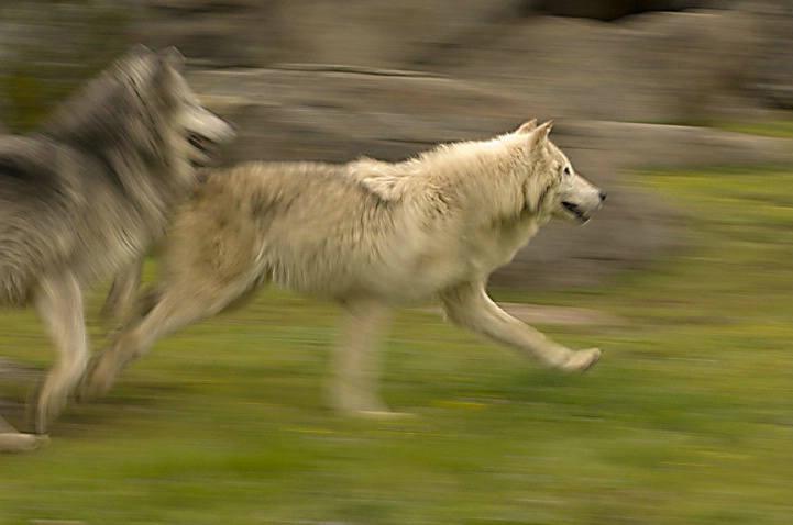 Wolves in Motion 