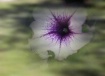 Beautiful Dreamer