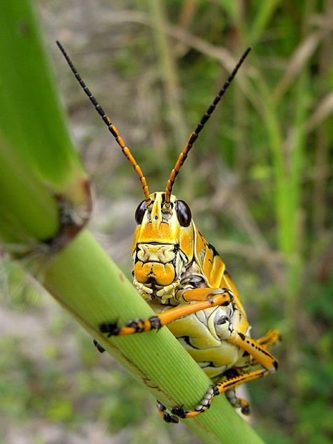 Mature Lubber Grasshopper