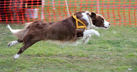 Flyball Competitor