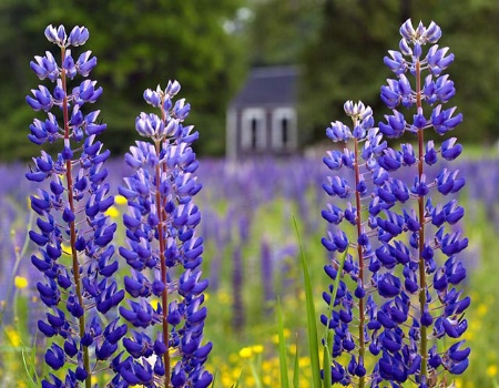 Maine Lupines