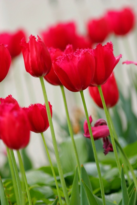Long stemmed tulips in a row