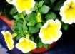 Potted Plant