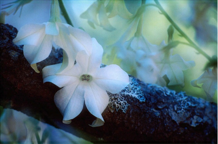 Floral Vine