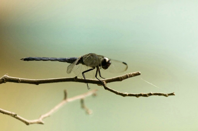 Dragonfly Blue Boat